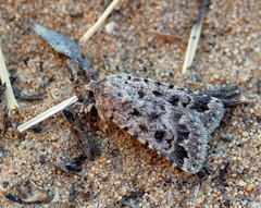 Caradrina gyulaii