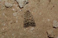 Caradrina gyulaii