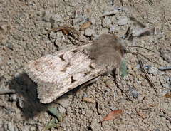 Chersotis nupponenorum
