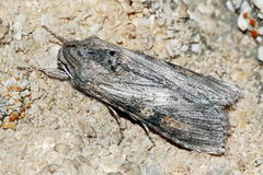Cucullia hemidiaphana