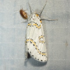 Philtraea paucimacula