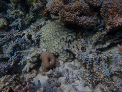 Lobophyllia corymbosa