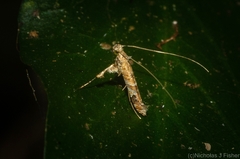 Caloptilia plagata