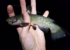 Ameiurus brunneus