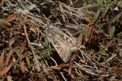 Eugnorisma atrabaelbops