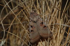 Eugnorisma chaldaica