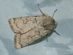 Eugnorisma insignata