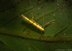 Cyphosticha pyrochroma