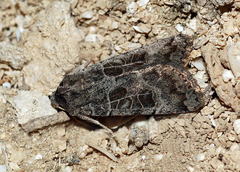 Eugnorisma insignata