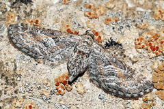 Eupithecia variostrigata