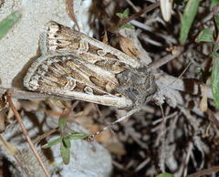 Euxoa acuminifera