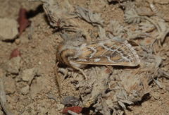 Margelana versicolor