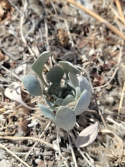 Physaria bellii