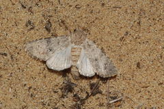 Scythocentropus misella