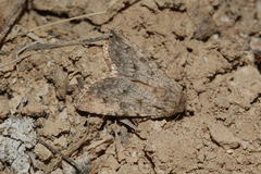 Scythocentropus misella