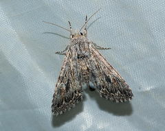 Scythocentropus scripturosa