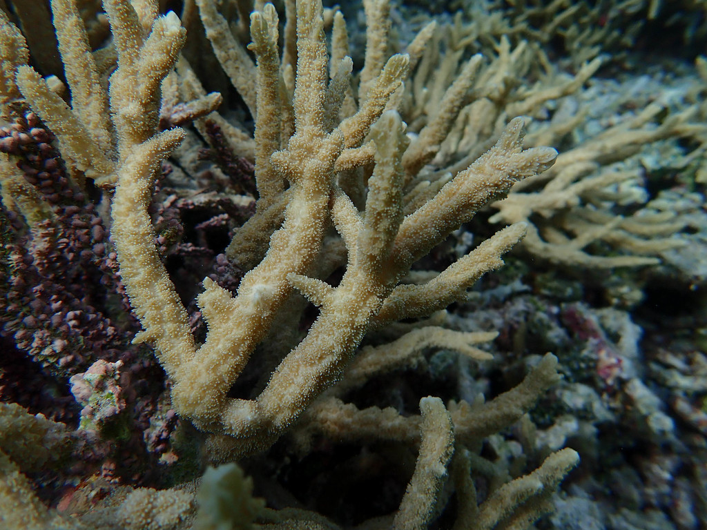 spine coral