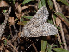 Scythocentropus scripturosa