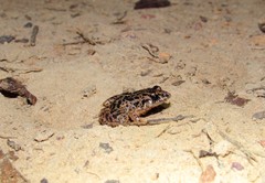 Adenomera hylaedactyla