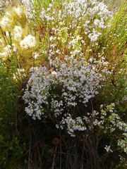 Erica margaritacea