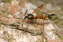 Ctenophora flaveolata