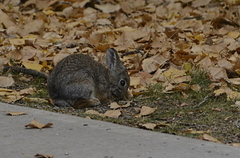 Sylvilagus nuttallii
