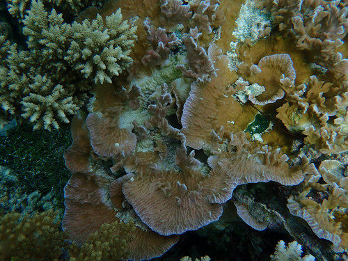 Merulina scabricula
