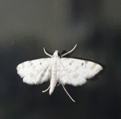 Parapoynx stagnalis