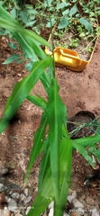 Zingiber officinale