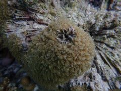 Physogyra lichtensteini