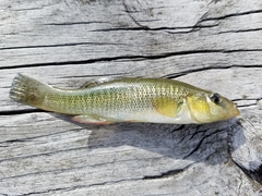 Fundulus seminolis