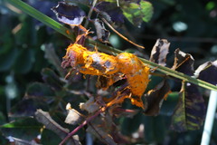 Phragmidium rosae-pimpinellifoliae