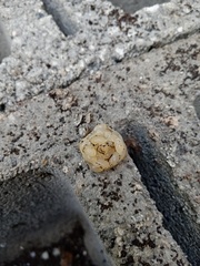 Leptodactylus fragilis