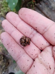 Leptodactylus fragilis