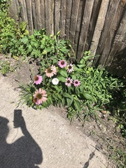 Echinacea purpurea