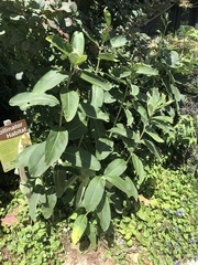 Asclepias syriaca