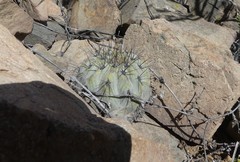 Copiapoa montana