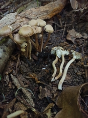 Camarophyllopsis schulzeri