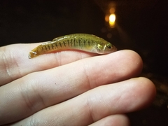 Fundulus confluentus