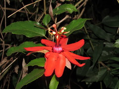 Passiflora tholozanii