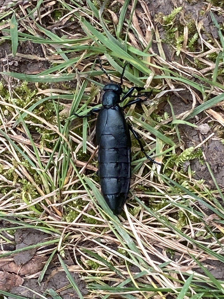 Meloe campanicollis from Sterling Heights, MI, US on October 14, 2021