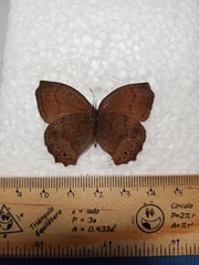 Pindis squamistriga