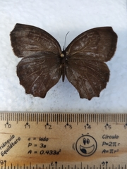 Pindis squamistriga