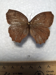 Pindis squamistriga
