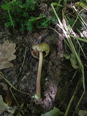 Inocybe asterospora