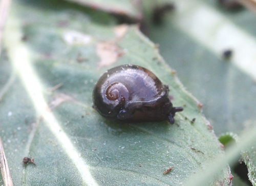 Pellucid Glass-snail, Kauno r. sav., Lietuva, photo 10 of 10
