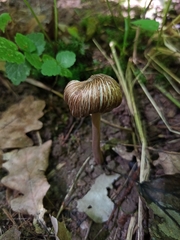 Inocybe asterospora