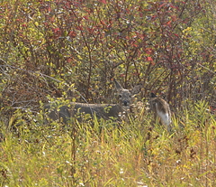 Odocoileus virginianus
