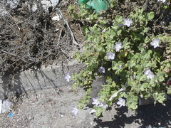 Cristaria integerrima