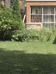 Veronicastrum virginicum